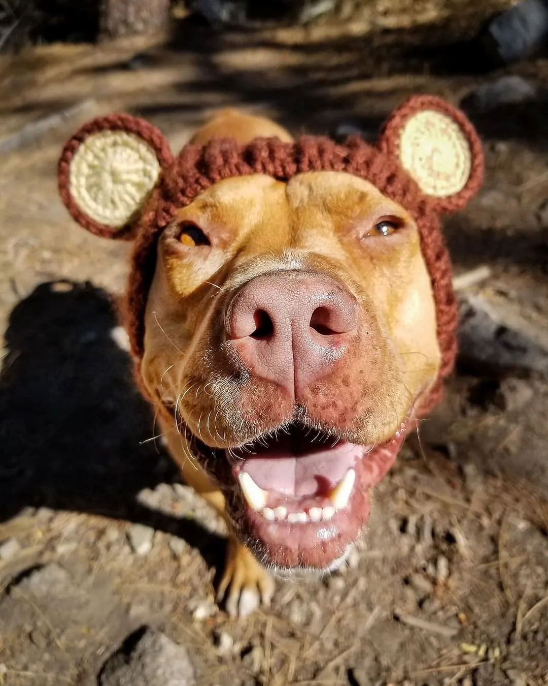 Calming Anxiety Hat for Dogs
