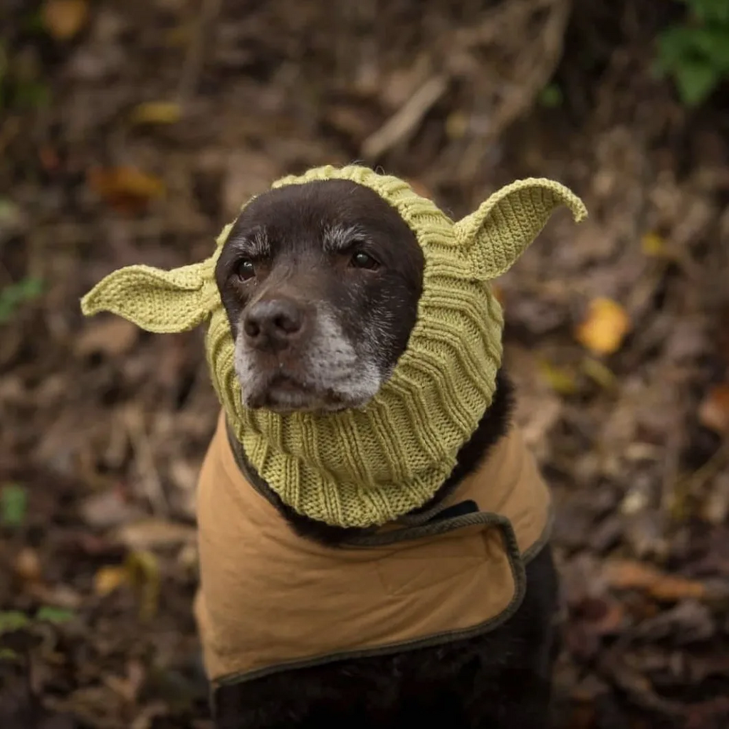 Calming Anxiety Hat for Dogs