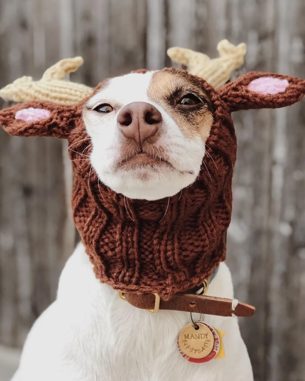 Calming Anxiety Hat for Dogs