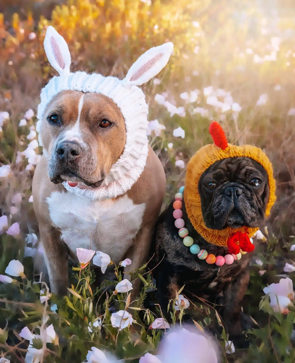 Calming Anxiety Hat for Dogs