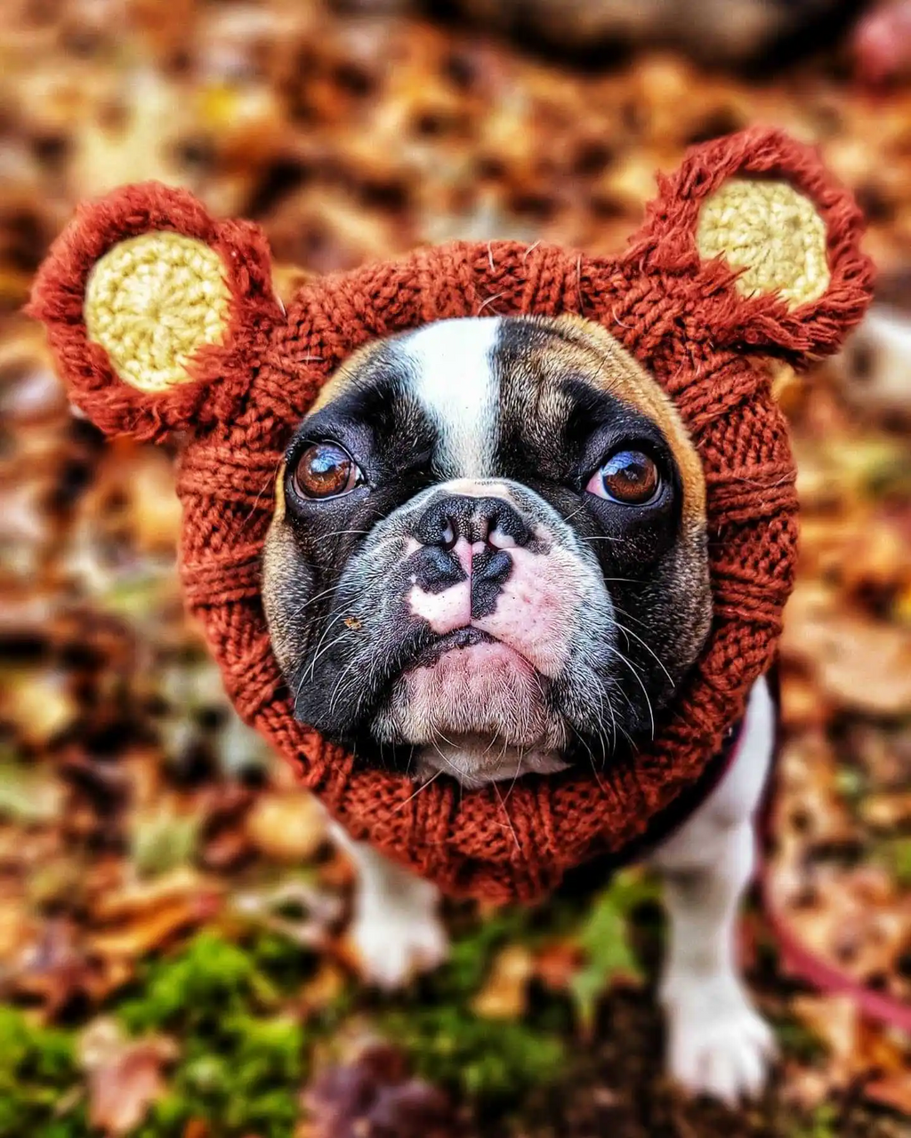 Calming Anxiety Hat for Dogs