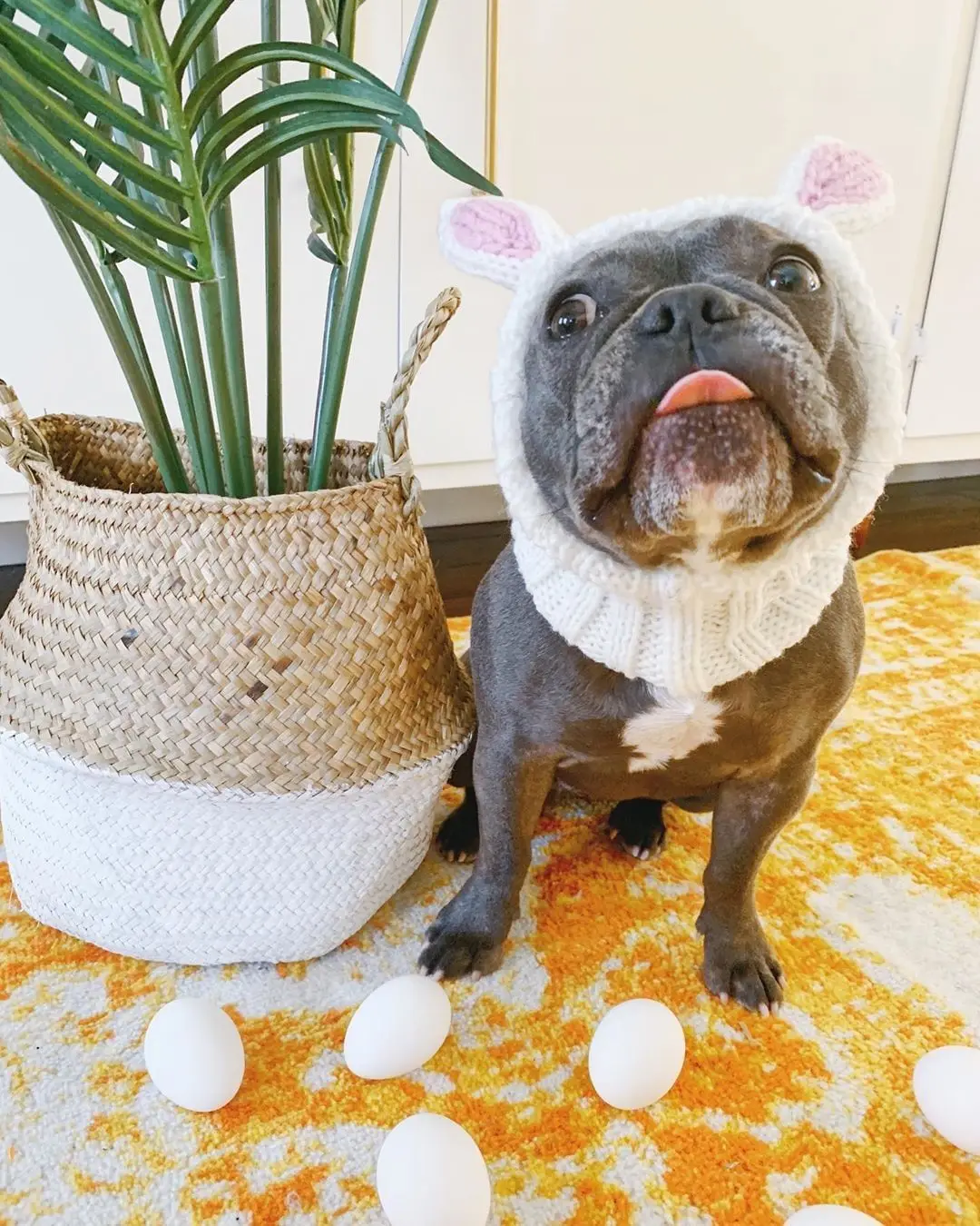 Calming Anxiety Hat for Dogs