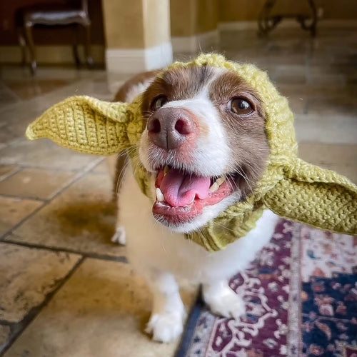 Calming Anxiety Hat for Dogs