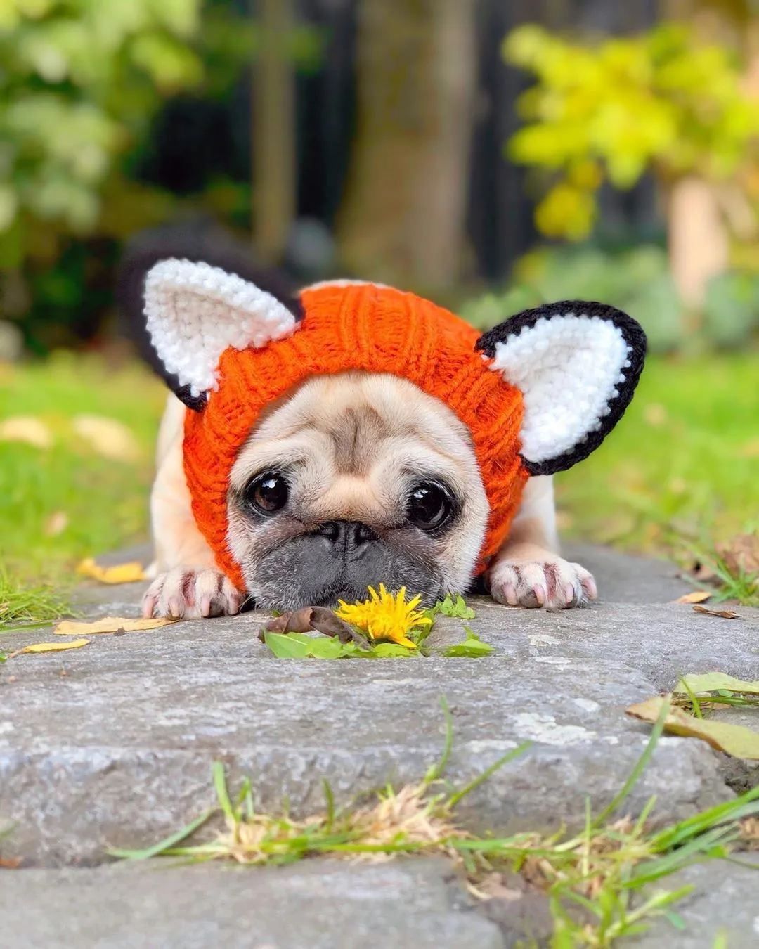 Calming Anxiety Hat for Dogs