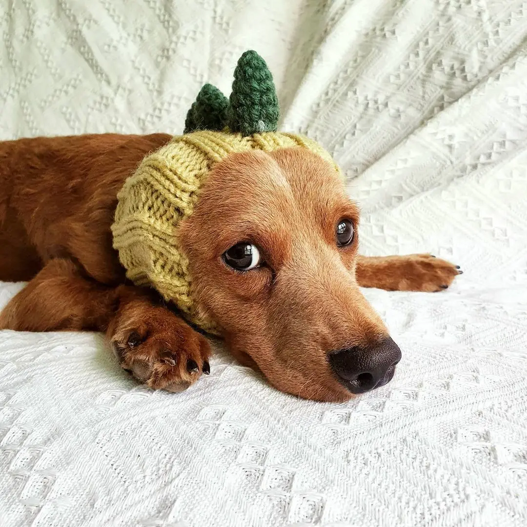 Calming Anxiety Hat for Dogs